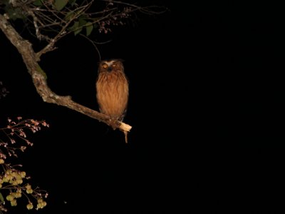 Sukau Rainforest Lodge Night Cruise - Nov 16, 2015